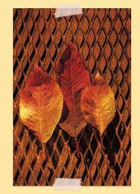 Photo of leaves over a grate